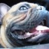 bulldog