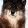 Wolf Pskov