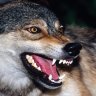 volk4