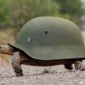 lizardkz