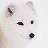 Arcticfox