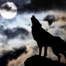 wolf-1