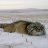 Lonely_cat 26