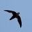 TruCultus
