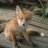 Lise_nok