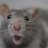 Rata
