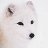 Arcticfox